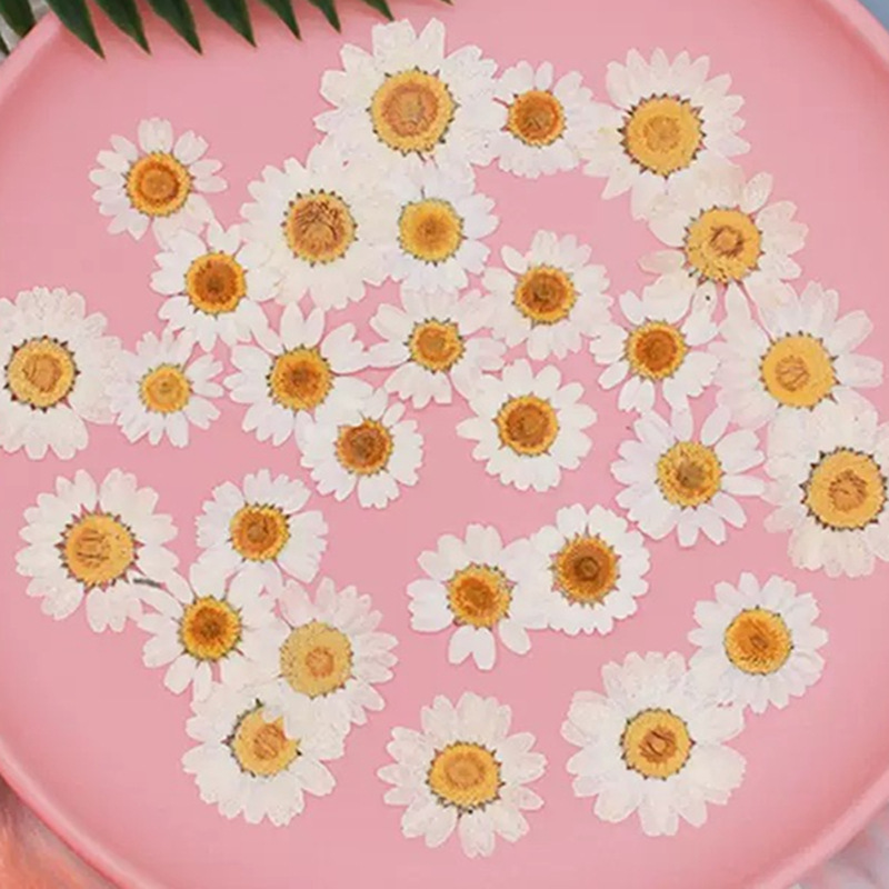 Resin Art Stone - 100個入り 天然白水晶菊 デイジー植物標本 本物のドライフラワー プレスフラワー DIY素材キット