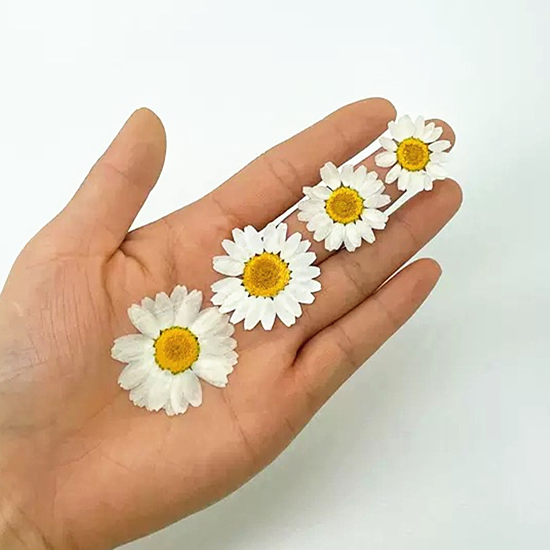 100個入り 天然白水晶菊 デイジー植物標本 本物のドライフ - Resin Art Stone のレビューと価格