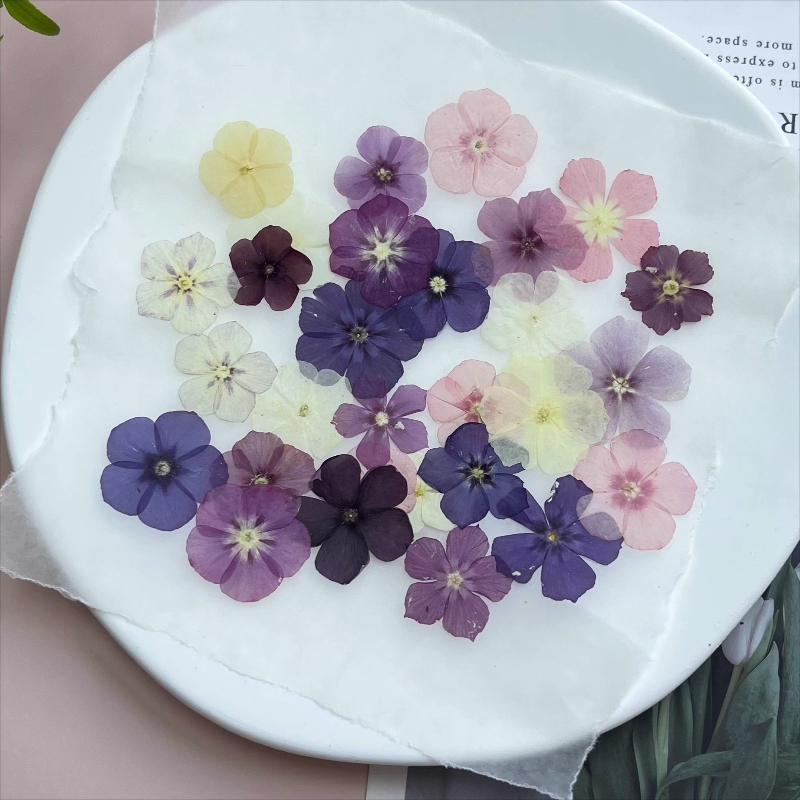 12個、半透明ニッチフロックス押し花 - 写真フレーム/樹脂 - Resin Art Case のレビューと価格